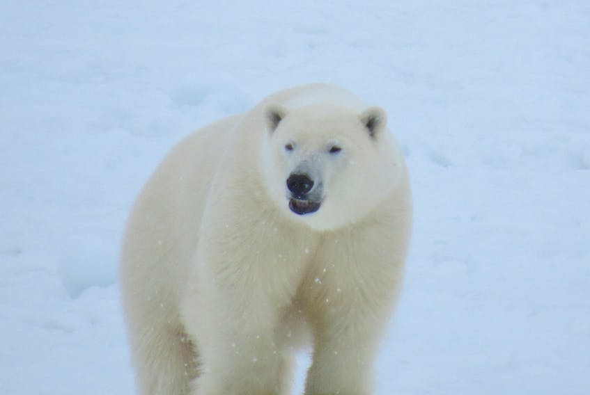 Mark Penney's photos of the polar bear in Great Brehat.