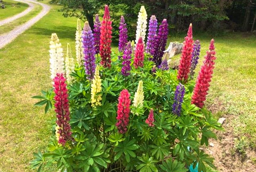 We are not only saying goodbye to Comet Neowise but also to Pride Month. Anita Middleton sent this colourful bush of lupines from her garden in Rockdale, Cape Breton, which reminds me so much of the Pride flag. Perhaps it is Mother Nature’s way of saying love each other, regardless of your differences.