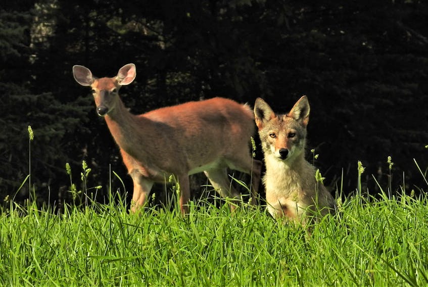 There are many ways to de-stress.  John Cameron likes to hop on his ATV and take a run around the field behind his house in Eureka, Pictou County, NS.  He usually sees some type of wildlife, so he started to take along his camera.  We are so glad you did John.   John titled this amazing photo of a dear and a young coyote “Buddies”.