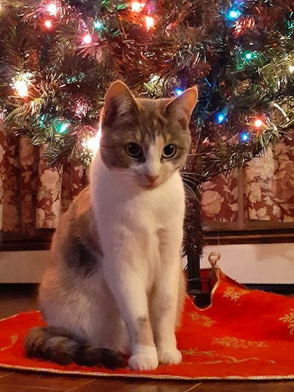 This should be Linda Reid White's Christmas card next year!  
The message inside the card:  "Merry Christmas from Kandi wandi.."
Kandi is a 1-year-old rescue kitty who lives in Joggins NS.  Right now, at least, kitty doesn't seem to bother with that lovely tree…