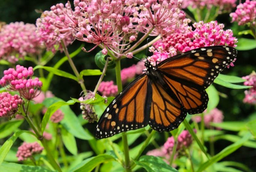 You can tell that Marjorie Zwicker spends lots of quality time in her lovely garden? The payoff is twofold: lovely flowers and Monarch butterflies. The milkweed in her garden in Auburndale, N.S. is a popular spot for these beauties, at least it was. The photo was taken last July. Marjorie says that despite having more milkweed in her garden than ever before, she has had no Monarchs gracing it with their lovely visits.  Despite watering, the flowers have already dried off the milkweed. Marjorie is wondering if the blooms faded early because of the intense heat.