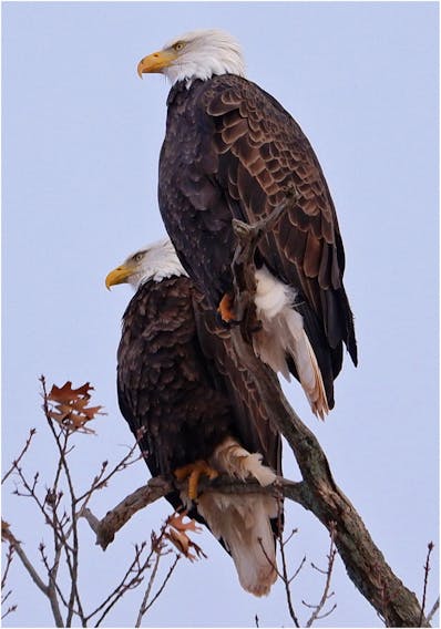 Valentine's Day is not until Sunday, but these two look like a loving couple to me.  Phil Vogler was out around Port Williams, N.S. when he spotted this handsome pair. New romance?  Probably not.  Bald eagles stay hitched until death do they part, often returning to the same nest, year after year.