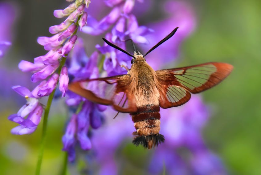 Mary Hankey writes:

I thought you might be interested in seeing this Hummingbird Clearwing Moth that has been around here the last few days.  It has been getting nectar from the wild Cow Vetch flowers that have started to bloom here in the last week.  Unlike other moths, they fly and feed during the day. You can actually hear them as they go from flower to flower, from their wings which flap 30 times a second. While our Ruby-throated Hummingbirds can live 8 - 9 years, these moths live only four to five weeks. Like the bees, they're great pollinators and they were both busy today on the same plants. So fun to watch!