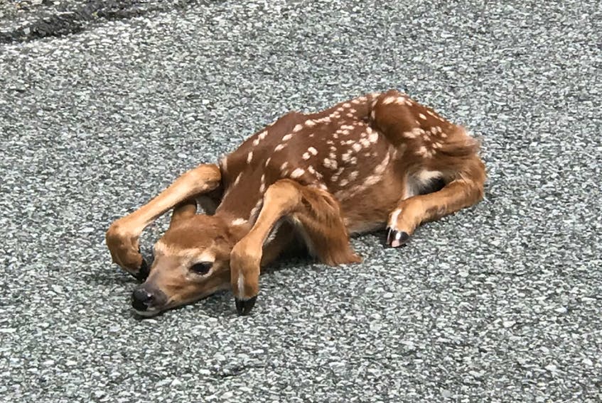 Ward Clattenburg met up with this tiny fawn - who went into a hiding position - in Nova Scotia last week.