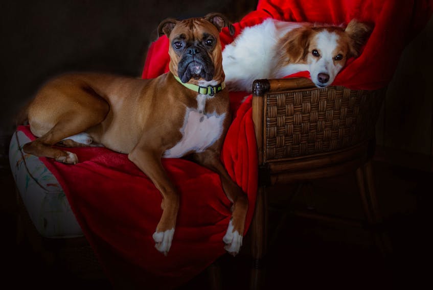 Glamour shot, anyone? Darlene Ashley sent this regal photo of her dogs, Rupert and Lupin, titled, 'Beauty & the Beast,' from Tenecape, N.S. These pups are fit for royalty; thank you for the photo, Darlene.
