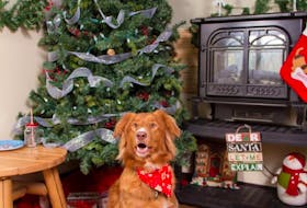 Ryan Johnson sent this photo of his joyful Nova Scotia Duck Tolling Retriever, Maverick, from Cole Harbour, N.S. I guess he really loved his Christmas presents this year.