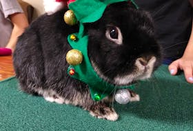 Vicki Schnare sent this cute photo of resident elf, Professor Cottontail, on his way to the 4H Christmas party in Deep Cove, N.S. I hope everyone was social distancing.