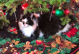 Judy Flecknell from Tatamagouche, N.S. sent this photo of her beautiful cat. "This is Mercedes, she’s 15-and-a-half-years old. She loves the Christmas tree skirt and being in the centre of the action."