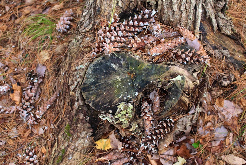 Marjorie Zwicker sent this photo from her property in Auburndale, N.S.  She wrote, "I was out putting apple cores and peeling around our property for the squirrels and robins, when I happened upon this lovely artistic display of pine cones... I was so "taken" with this natural display of nature that I just had to take a picture.   I shall never know if the cones fell from the pine tree in this pattern or perhaps they had a helping "paw" or two from some squirrels.   However, I do know that no human hand touched them." Thank you for sharing, Marjorie.