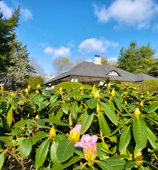 Karen Ferguson took this photo of some blooming Rhododendrons on her regular lunchtime walks in Halifax, N.S. She wrote, "I have noticed this rhododendron has started to bloom again, despite the snow earlier this month. I guess this south (I think) facing property allows the rhododendron to forge on, much like we all are during this pandemic.  Hope you enjoy the unexpected late season colour as much as I do!" Thank you, Karen. We really did enjoy it.