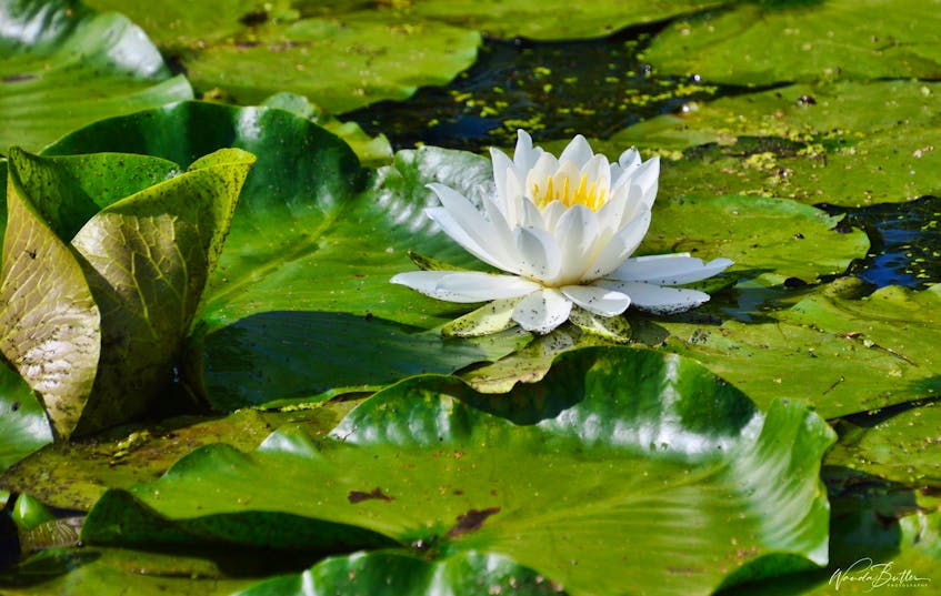 First of all, WOW. Secondly, thank you Wanda Butler for capturing this stunning photo of water lilies in Grand Pre, N.S. This is giving me Princess and the Frog vibes. Did you know, the largest water lily is the Giant Water Liliy in the Amazon rainforest? Their flowers are about one foot wide and their leaves can grow up to eight feet across!