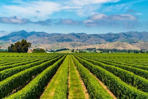 On May 1, International Sauvignon Blanc Day, raise a glass to New Zealand's flagship wine and its continuing evolution.
