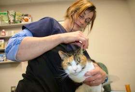 Dr. Gwen Mowbray-Cashen checks over Wiggles, the clinic cat at Truro Veterinary Hospital. Mowbray-Cashen is heading to Nepal for two weeks to volunteer at a spay/neuter and rabies vaccination clinic.