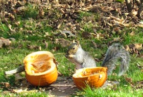 Diana Reid’s neighbour, Corrine, decided to share her Jack-O’Lantern with a few of her backyard friends.  This adorable grey squirrel was enjoying the feast before word spread to the other cute critters in Sussex, New Brunswick.