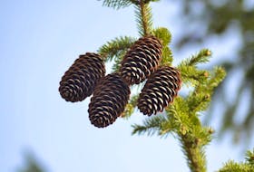 Many of you have noticed an abundance of pinecones this fall.  These little marvels of nature helped Grandma predict the weather for the coming winter. Look around and let me know what you see in your area.