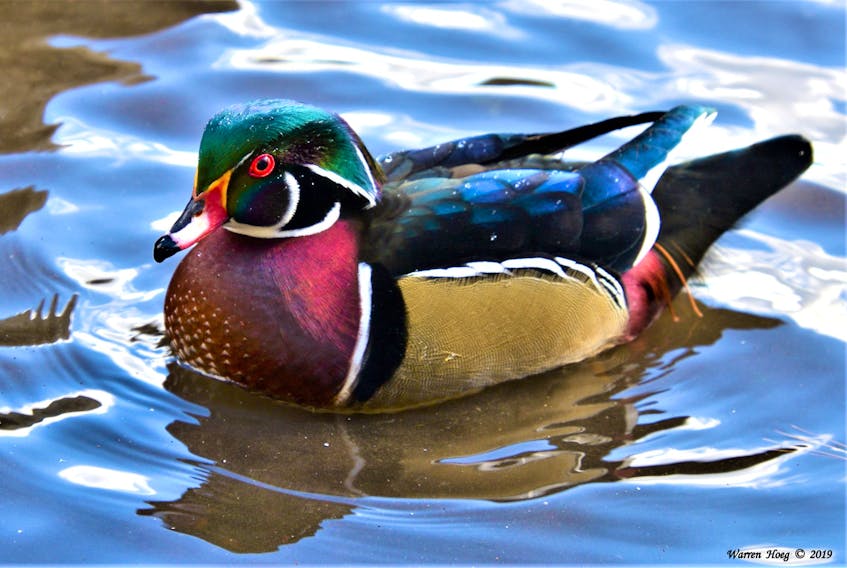 If you've never seen a wood duck, you might think this picture was photoshopped but this is exactly what the male wood duck looks like. The colours are as vibrant as can be! The wood duck is a beautiful and unique medium-sized perching duck that can be found on woodland ponds and river swamps.  This beauty has no close relatives, except for the Mandarin Duck of eastern Asia. Warren Hoeg didn't go that far for this photo; he snapped this beauty at Frog Pond in Flemming Park, Halifax, N.S.