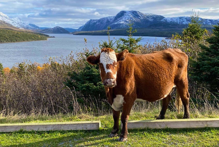 Maybe it’s the farm girl in me talking, but I think this photo should be in a calendar.  Wayne Hatcher is the man behind the lens; I believe the lovely red cow is a Hereford/Angus mix and I know the breathtaking backdrop is Trout River in Bonne Bay, N.L.