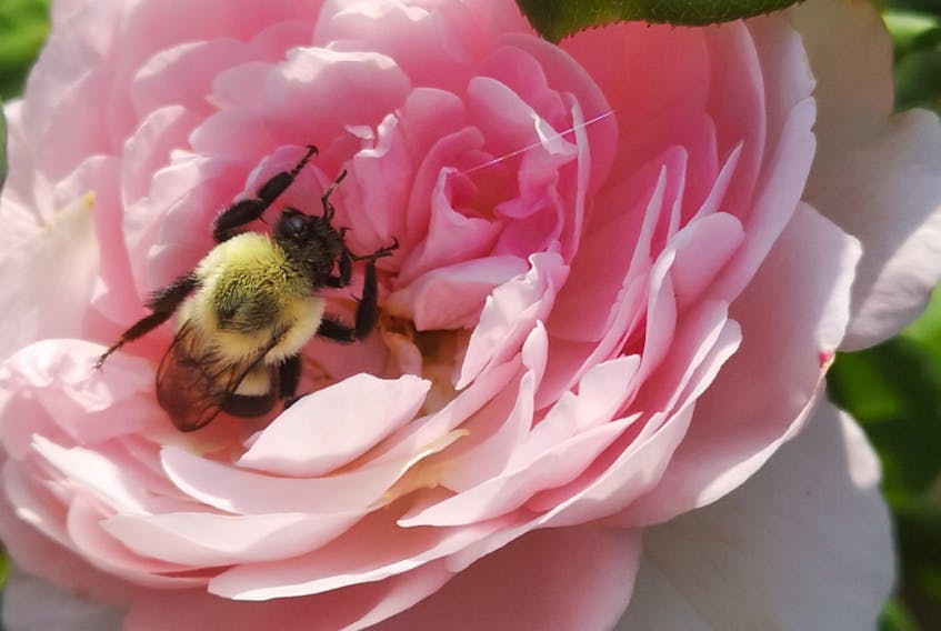 I gasped when I saw this gorgeous photo from Deborah Gillis in Paradise, N.S. She wrote, "This little bee was having a hard time working through all the petels of this rose to find the nectar ... I was weeding and had time to run in the house to get my phone to take the picture." I guess, even in Paradise, a bee's work is never done.