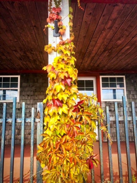 This home looks ready for Thanksgiving. Nelly Smees took this photo at the Pictou Waterfront in Nova Scotia; she says the house is an empty building nearby, but that didn't stop Mother Nature from decorating for the holiday. Thank you, Nelly.
