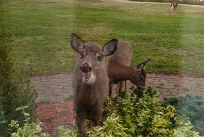Many of us had company over during Thanksgiving weekend.  Eleanor Publicover's curious visitors stayed a while longer; this was the scene outside her kitchen window Tuesday morning.  Eleanor lives on the picturesque Aspotogan Peninsula, in Blandford, N.S.
