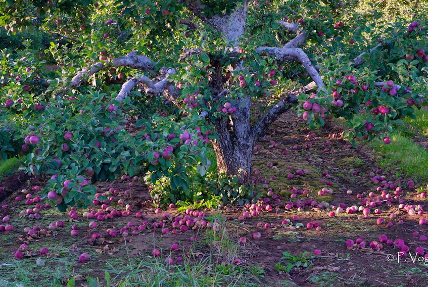 It's a stunning photo but somewhat of a shame; many apples were blown out of the trees last fall as Hurricane Dorian barrelled across the region.  This seasonal photo was taken by Phil Vogler, last September in the Annapolis Valley.