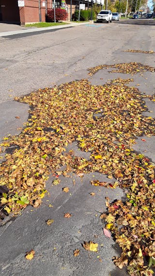 So many leaves, so few words.  Ray Kujundzic is the artist behind this photo. All Ray said about it, and it's all that needs to be said is:  "Leaves on Charlottetown Street".