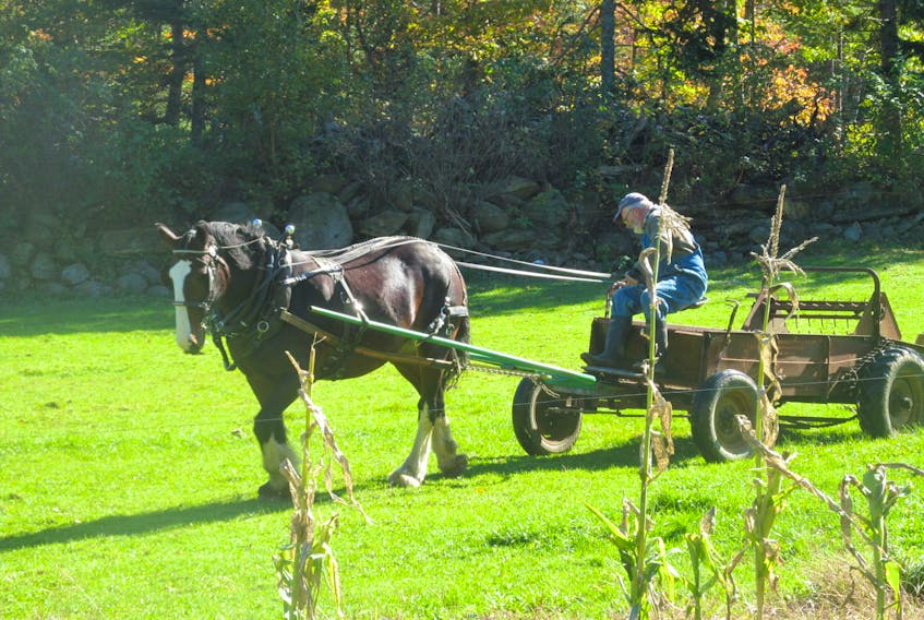 This is how they… used to do it! 

Perhaps they were ahead of their time:  a simpler, greener way to make things green. This man and his Clydesdale mare Mhairi are spreading manure on their pasture in Laconia, Lunenburg County. The photo was submitted with the request of anonymity.