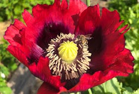 The large papery flowers of annual poppies are very popular with the bees.