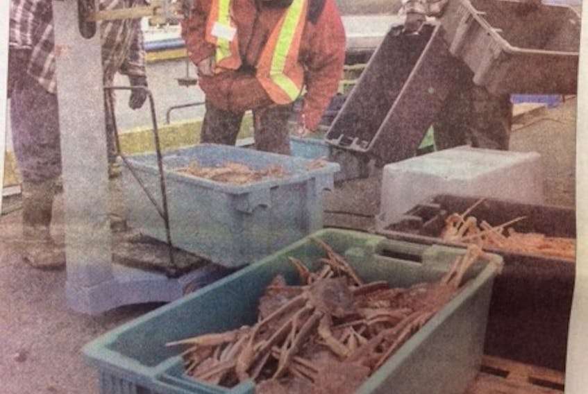 A dockside monitor double checks the crab weight for a couple of fishermen offloading their catch in Arnold's Cove last week. Crab prices fell to $1.50 a pound for the current two-week reporting period. - Packet file photo