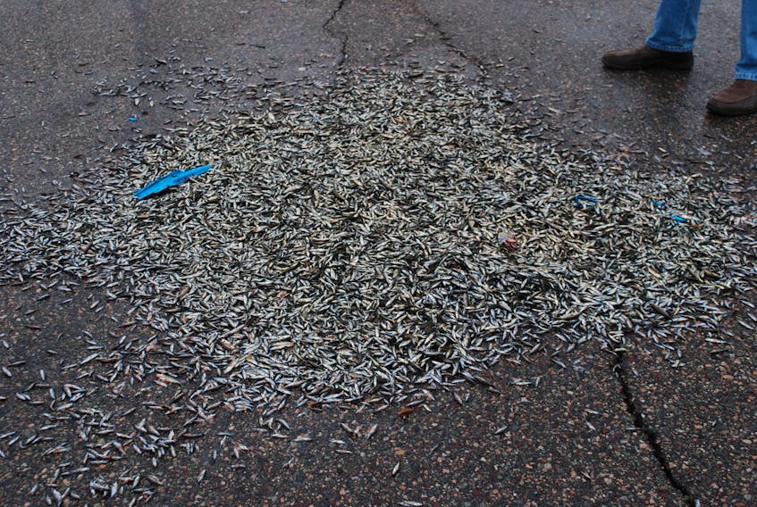 Hundreds of small fish were dumped at a lookout spot on the side of the TCH near Clarenville on Wednesday, June 6.