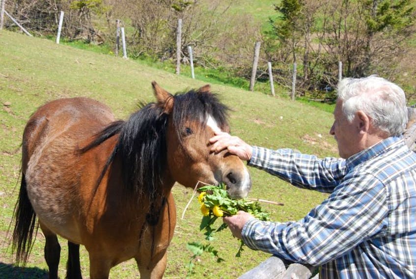 William Hoskins says he mostly keeps the ponies on the farm for his grandkids.
