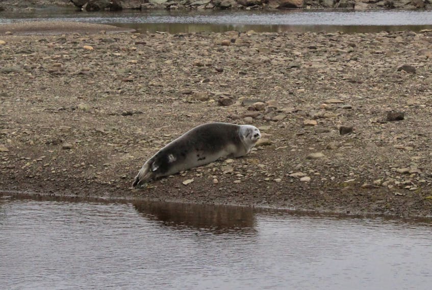 This seal drew lots of attention Friday, May 25, as people stopped along Cormack Drive in Clarenville to have a quick look.