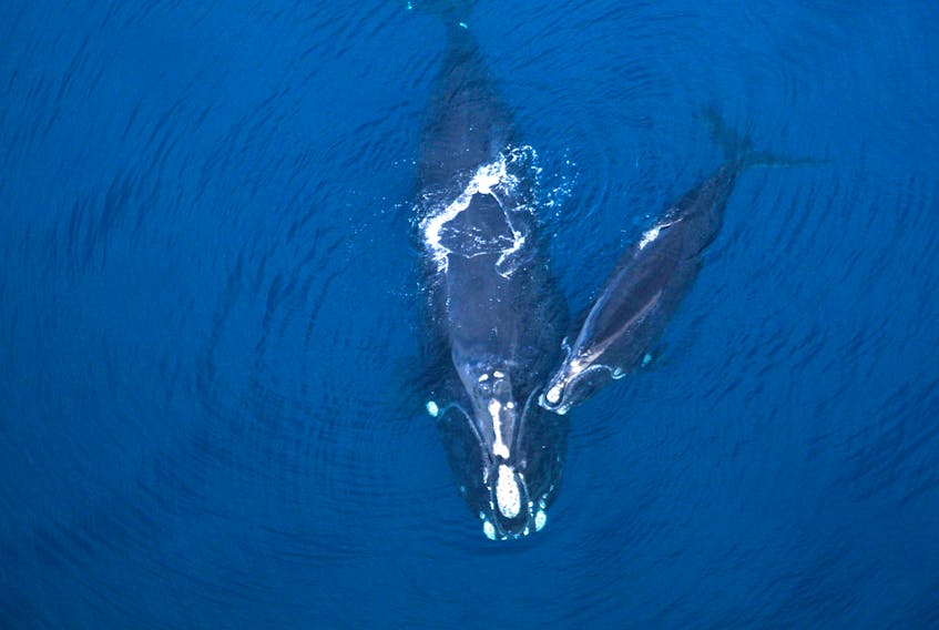 North Atlantic Right Whales.
Jessica Taylor/New England Aquarium photo.