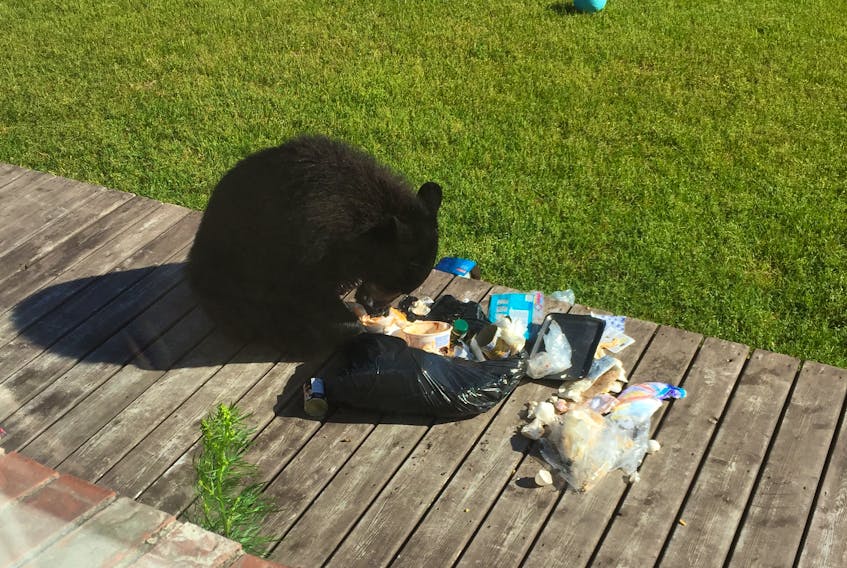 Lisa Skeffington looked out her living room window in Winterbrook on July 13 and saw a young bear tearing up a bag of garbage. - Photo courtesy of Lisa Skeffington