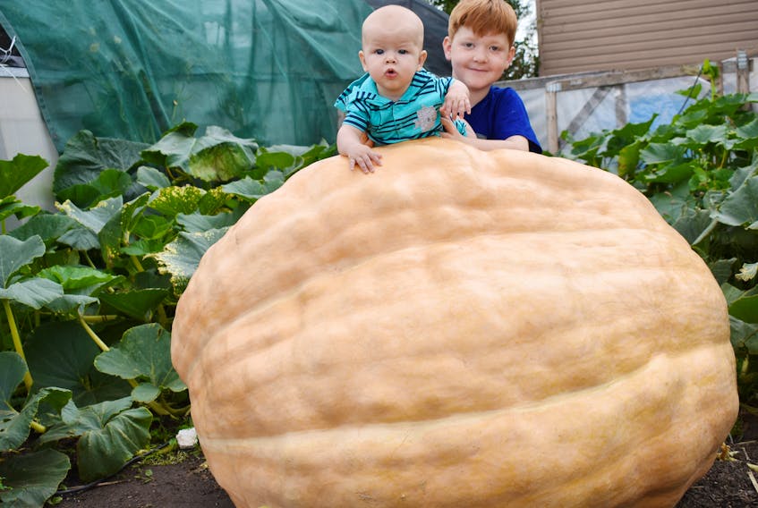 Tom Dudka's grandchildren, Castiel and Ira with one of the Linacy farmer’s pumpkins which he believes has already surpassed the 1,000-pound mark with several weeks to go before it’s done growing.