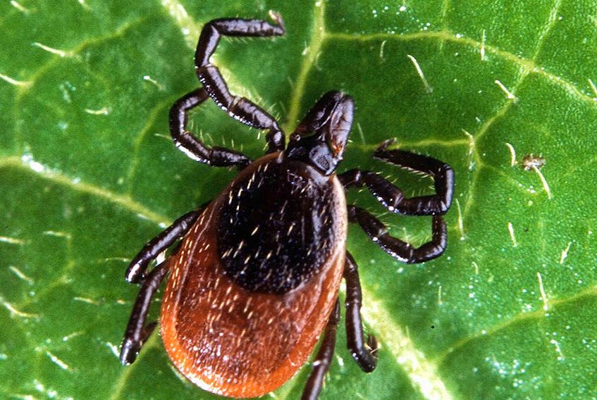 Lyme disease is spread through the bite of black legged ticks that are infected with the bacteria, borrelia burgdorferi.