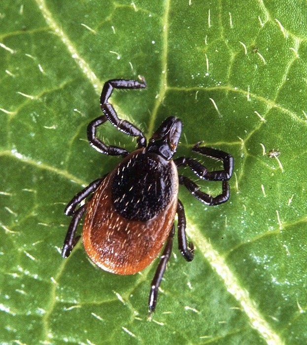 Lyme disease is spread through the bite of black legged ticks that are infected with the bacteria, borrelia burgdorferi. - Contributed
