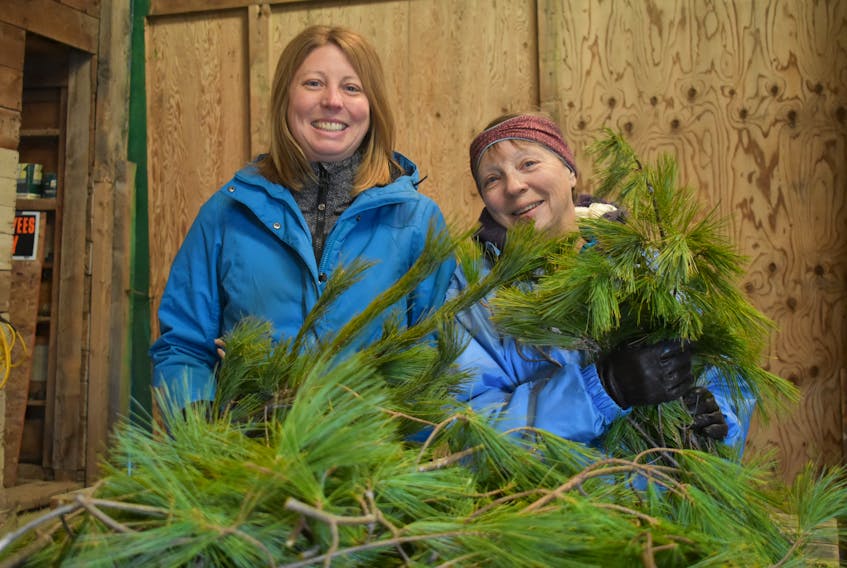 Ella and Ruth MacLeod preparing for the busiest time of year at a Christmas Tree Farm. Brendan Ahern / The News