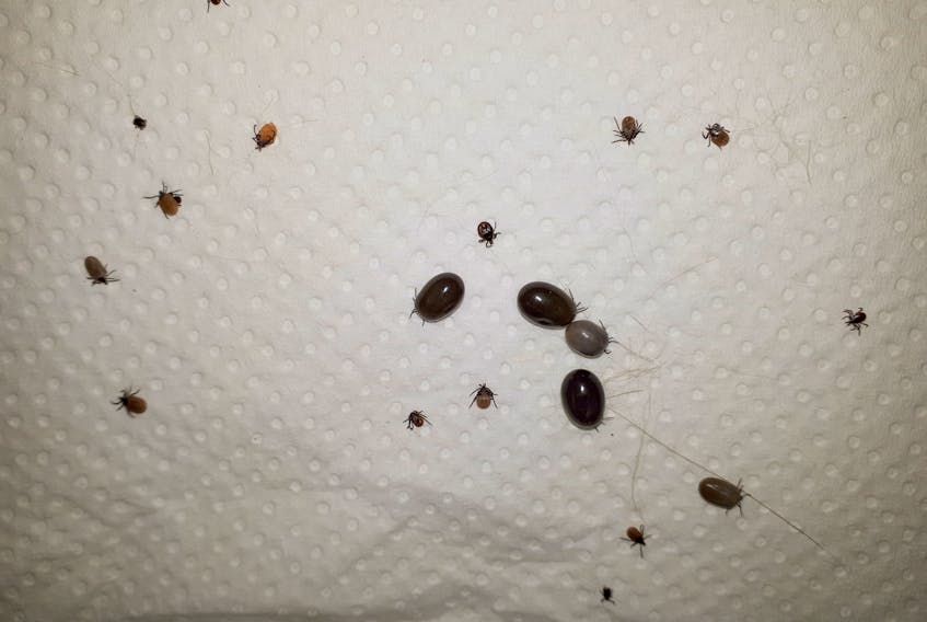 Staff at East River Animal Hospital in New Glasgow removed these ticks off a dog from Merigomish.