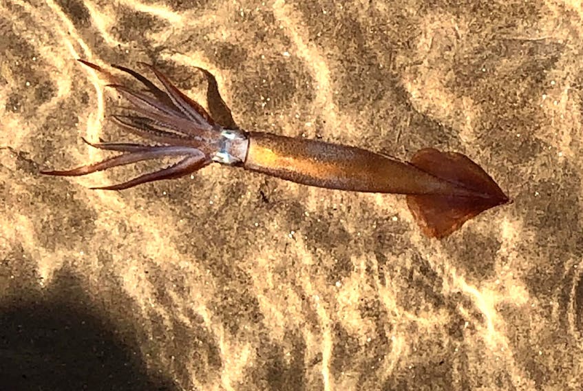 Kerry Dykeman took this picture of a squid at Melmerby Beach. When she was there, her family found about 50 that had washed ashore.