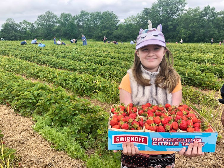 Sidonie Lake enjoyed picking some strawberries with her grandparents at MacLean’s U-Pick in Durham, Pictou County.