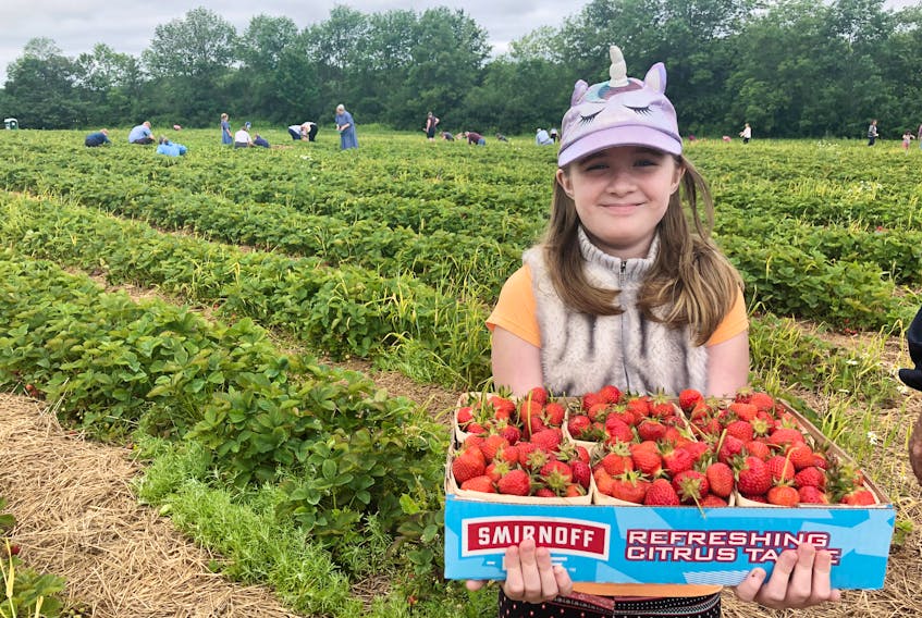 Sidonie Lake enjoyed picking some strawberries with her grandparents at MacLean’s U-Pick in Durham, Pictou County.