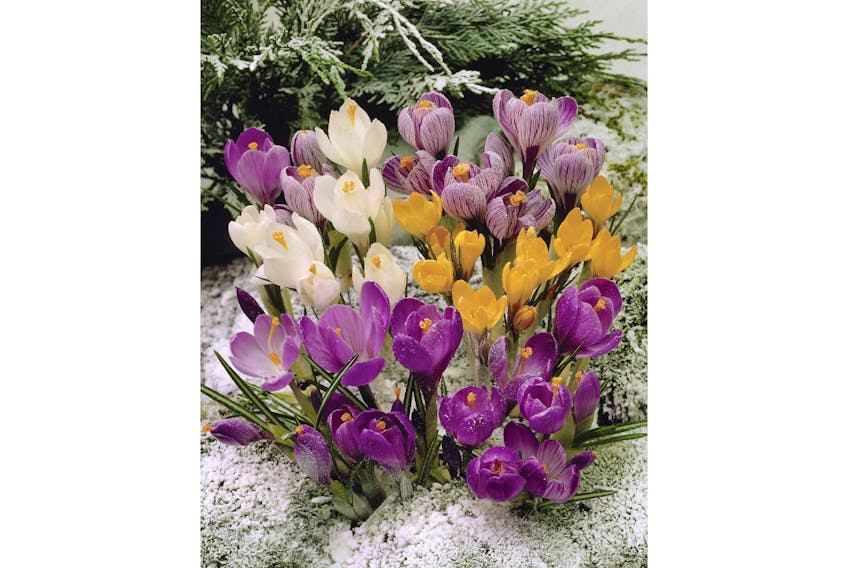 Crocus blooms grow in the snow in this undated photo from Vesey's Seeds.