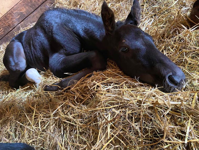 A foal, by Malicious out of Maritime champion mare Malabrigo, enjoys his first hours of life at Tobins Farm in Ellerslie. - Natasha Campbell/Special to The Guardian