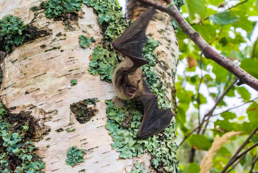 A little brown myotis is picture in Charlottetown. - Jordi Segers/Special to The Guardian