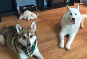 Max and Snowy, who were recently adopted from the P.E.I. Humane Society, are seen here at their new, forever home. - Hailey Byrne/Special to The Guardian