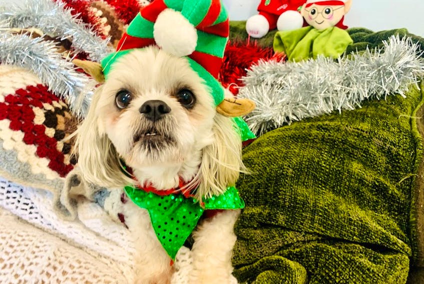 Rudy is an outgoing seven-year-old white Shih Tzu dog, who is good with children, cats and other dogs. - Emma Mae Turner/Special to The Guardian