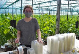 Emma Goodwin, an employee at VanKampen’s Greenhouses in Charlottetown, attaches labels to boxes on Thursday that will soon hold cherry tomatoes. In the background is this spring's hothouse crop. The cherry tomatoes should be ready for stores across P.E.I. by mid-April.