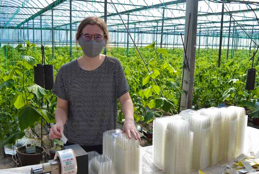 Emma Goodwin, an employee at VanKampen’s Greenhouses in Charlottetown, attaches labels to boxes on Thursday that will soon hold cherry tomatoes. In the background is this spring's hothouse crop. The cherry tomatoes should be ready for stores across P.E.I. by mid-April.