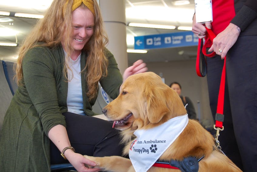 Erin Clarke of Springbrook, P.E.I., is pleasantly surprised to encounter two-year-old golden retriever Bella in the departure lounge at the Charlottetown Airport. Clarke, who was waiting to board a flight, is thrilled with the dog therapy visitation program launched at the airport Thursday. - Jim Day